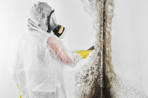 Best Best Mold Removal Companies  in Hebron, IN