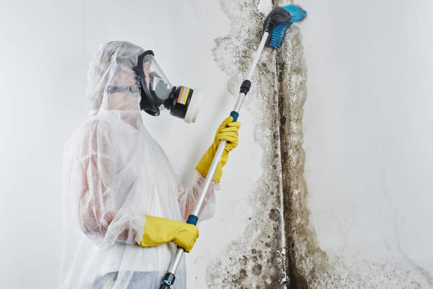 Best Mold Cleaning Services  in Hebron, IN