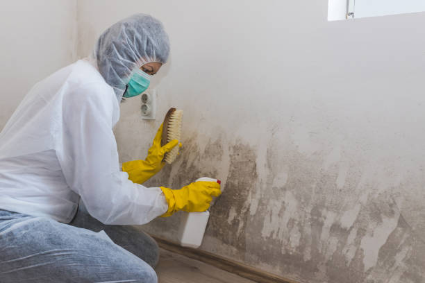 Best Local Mold Removal Service  in Hebron, IN