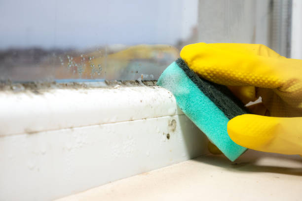 Best Black Mold Removal  in Hebron, IN