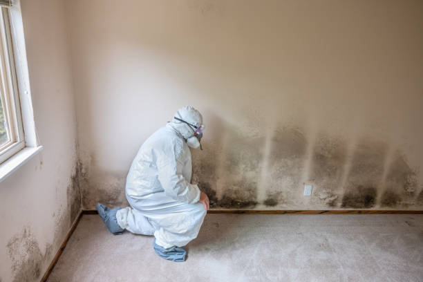 Best Crawl Space Mold Removal  in Hebron, IN