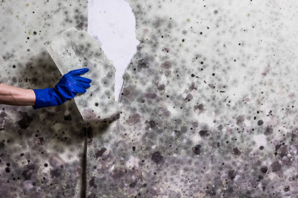 Best Affordable Mold Removal  in Hebron, IN