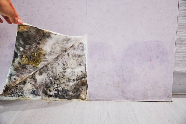 Best Mold Damage Repair  in Hebron, IN